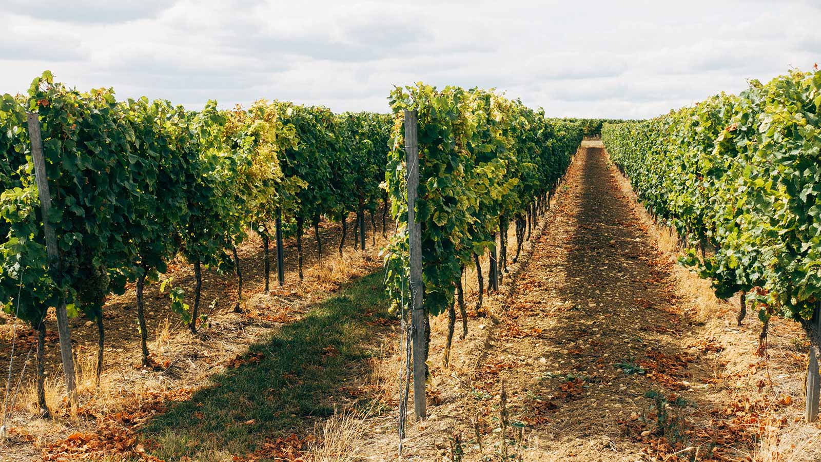 champ de vignes