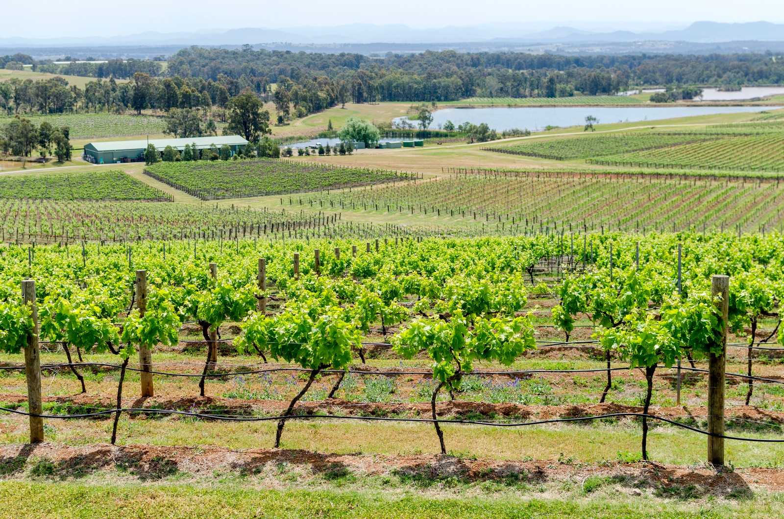 Vineyard